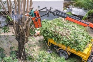 how expensive is tree removal - Big Easy Tree Removal