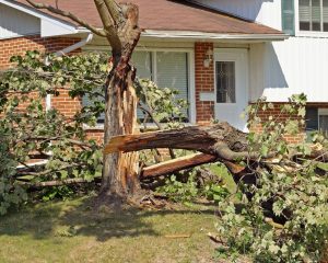 A fallen damged tree 