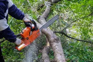 A man cutting trunk of tree