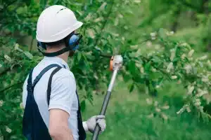 man trimming tree