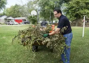tree trimming loading limbs