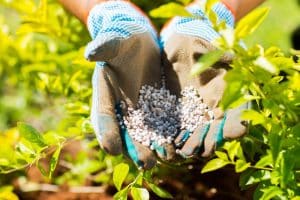 plant fertilizer on farmer hand