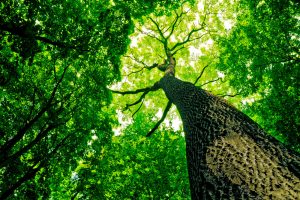 tree forest