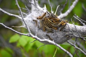 Protecting trees from pests
