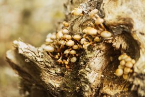 Common tree diseases