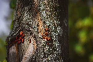 Tree disease prevention